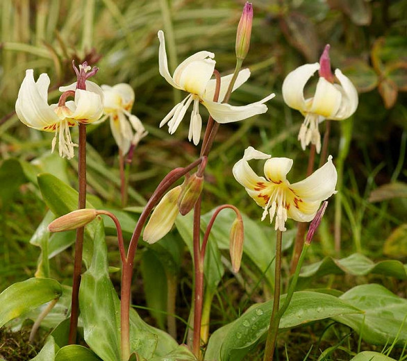 Erythronium californicum 'White Beauty', Fawn Lily 'White Beauty', Erythronium oreganum 'White Beauty', Erythronium revolutum 'White Beauty', Erythronium 'White Beauty', White flowers, perennials for shade